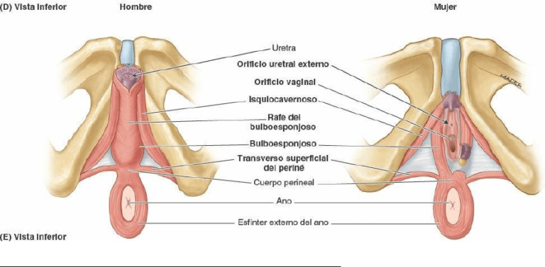 Suelo Pélvico – Yoga e Hipopresivos