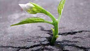 Postular una intención (Sankalpa)